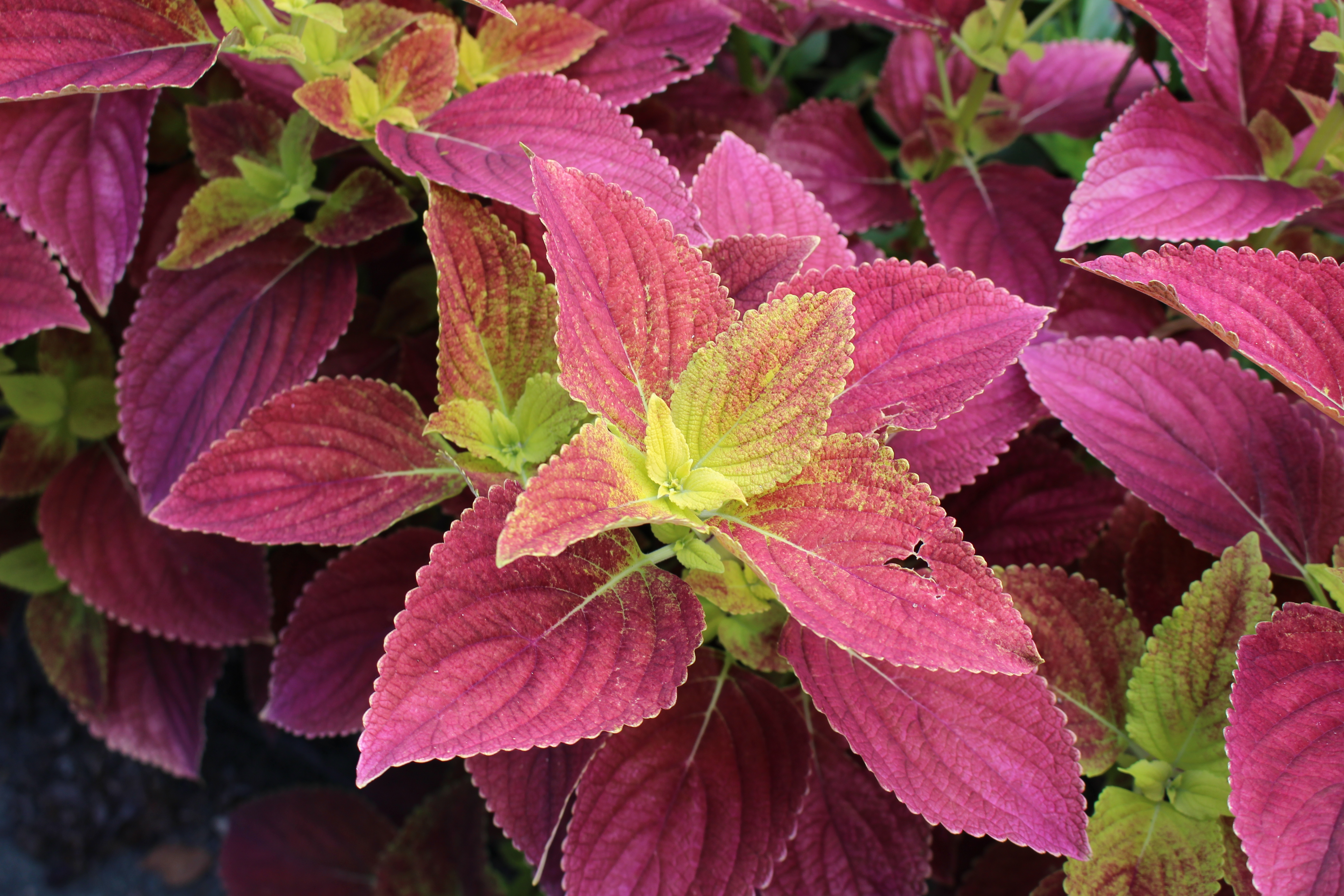 Coleus